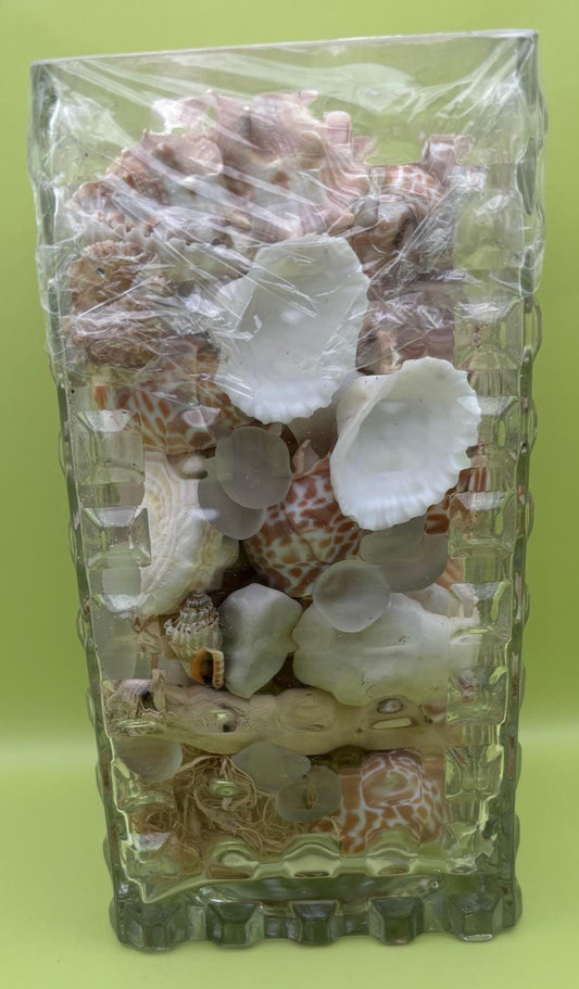 Sea Shells Assorted Variety Collection from Beaches all over the USA Variety Kit Choose 1, 2 or 3 lbs Lover Antiques and Vintage